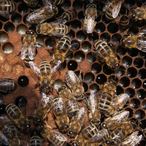 [photo5]consectetur adipiscing elit, sed do eiusmod tempor incididunt ut labore